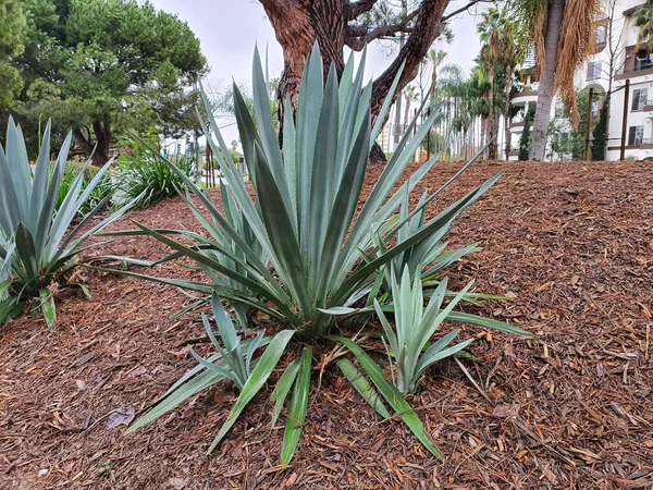 Agave Americana, or Century plant, is commonly grown as an ornamental plant. The leaves are elongated at the end with stiff thorns.