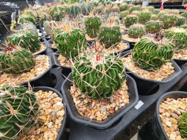 Echinofsulocactus Phyllacanthus veya Stenocactus, lakabı Beyin Kaktüsü, yeşil bir gövde etrafında beyin benzeri çentiklere sahiptir. Dikenleri var, genelde düz dikenli..