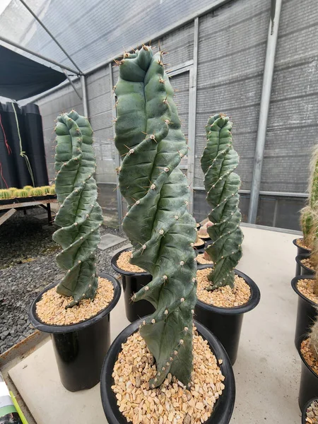 Cereus Forbesii β alis, uzun burkulmuş gövdesinin etrafındaki sivri uçlu sulu bir bitki tam güneşe ihtiyaç duyar..