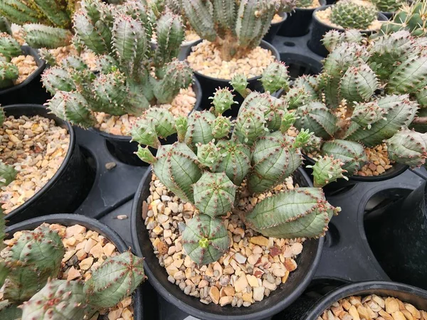 Euphorbia Pseudoglobosa Pequeñas Plantas Suculentas Sin Espinas Agrupa Cabeza Tallo — Foto de Stock