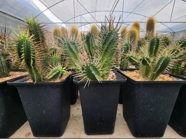 Euphorbia Inconstantia Cactus Tallos Largos Verdes Con Espinas Muy Largas — Foto de Stock