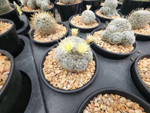 Mammillaria Duwei Succulent Cactus The sphere is like a globe, covered with white hairs and spikes. with yellow flowers