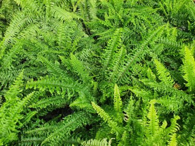 Nephrolepis exaltata tillering ile yayılan bir bitkidir. Nem gibi yeşil yapraklardan oluşan bir daldır. Genellikle bahçe süsü olarak yetiştirilir..