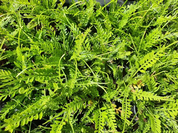 Asplenium Kenzoi Bir Cüce Minyatür Eğreltiotu Uzun Yeşil Yapraklar Genellikle — Stok fotoğraf