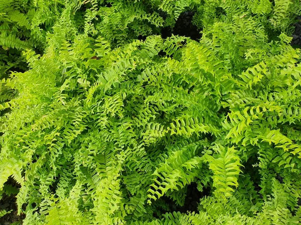 Nephrolepis Cordifolia Prresl Visgraatvormige Groene Bladeren Met Sporen Die Zich — Stockfoto