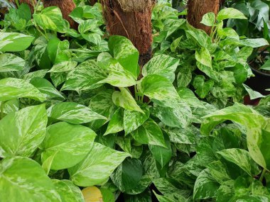 Epipremnum aureum is a plant found in tropical forests around the world. Stems are ivy with aerial roots. heart shaped leaves green pointed leaf tips