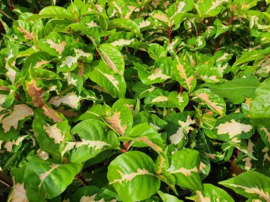 Karikatür Bitkisi Tek Yaprakları oval şekilli karşıt dizilmiş. Hem beyaz hem de sarı benekli yeşil.