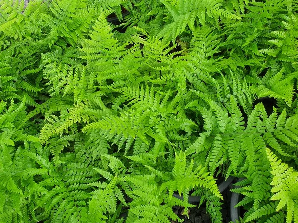 Athyrium Filix Femina Taze Yeşil Yapraklı Eğreltiotu Yapraklarının Altında Sporlar — Stok fotoğraf