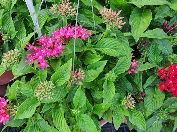 Pentas Lanceolata Flowering Shrub Resembling Ixora Flowers Rounded Green Leaves —  Fotos de Stock