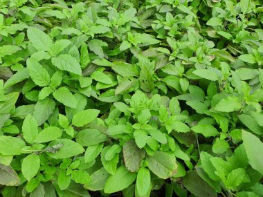 Ocimum sanctum is a herbaceous, canopy and herbaceous plant with green leaves with small jagged edges. Properties for treating colds, flatulence, flatulence, expelling wind, treating stomach ulcers.