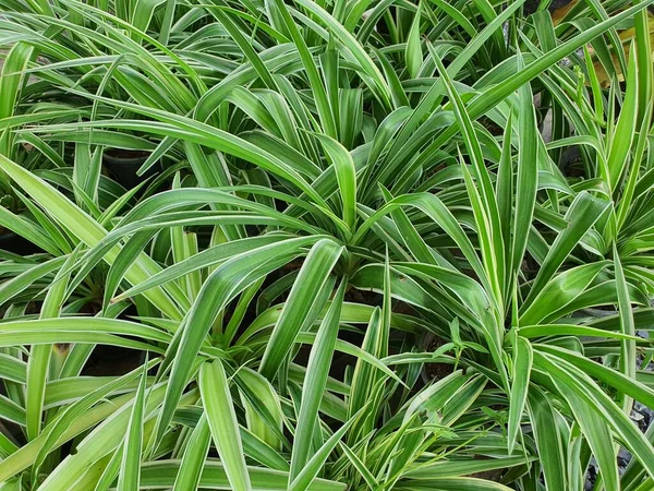 Chlorophytum Bichetii Bushy Stems Short Rhizomes Single Leaves Pointed Leaves — Stock fotografie