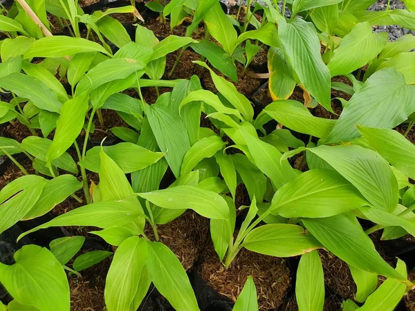 Curcuma Longa Underground Rhizome Ovate Branched Fleshy Yellow Orange Rhizome —  Fotos de Stock