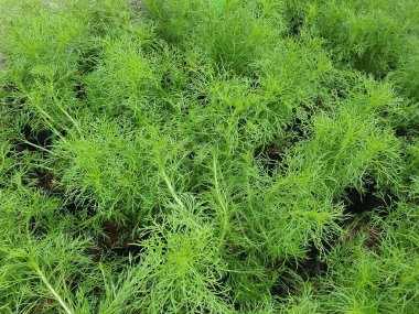 Anethum graveolens A herbaceous plant with erect, light green stems with a spice aroma. Fresh stems and leaves are used for cooking.