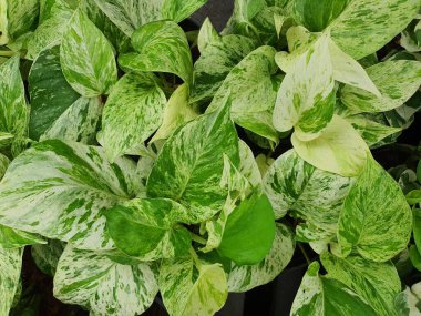 Epipremnum aureum, dünyanın dört bir yanındaki tropikal ormanlarda yerde sürünen veya büyük ağaç veya sütunlara tutunan bir bitki türü. Kalp şeklinde yaprak tabanı, yeşil ve beyaz benekli yapraklar..