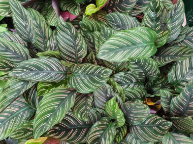 Calathea cv. Sanderiana, herbaceous, clump-forming, underground rhizome. Dark green single leaves with long white streaks. It is believed that it is an auspicious tree.