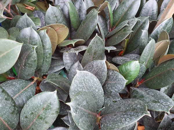Ficus Elastica is a perennial plant with white latex from the trunk used to make an eraser. Single, dark, glossy leaves are commonly planted as air purifying ornamental plants.