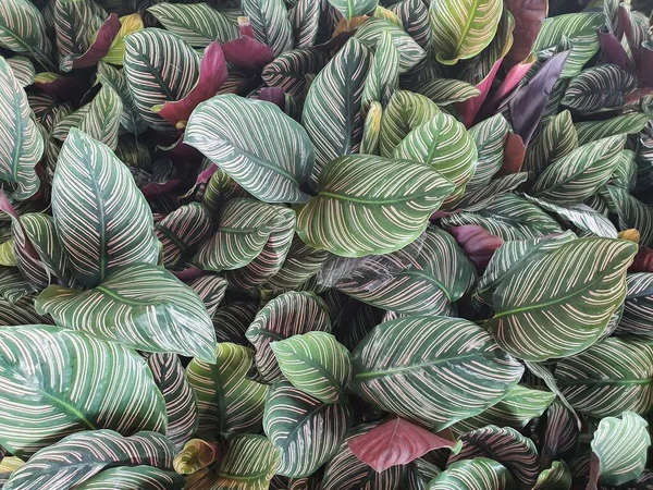 Calathea cv. Sanderiana, herbaceous, clump-forming, underground rhizome. Dark green single leaves with long white streaks. It is believed that it is an auspicious tree.