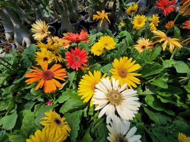 Gerbera Jamesonii güzel çiçekli bir bitkidir. Güney Amerika 'ya özgü çok popüler bir çiçektir. Pek çok renkten tek bir buket..