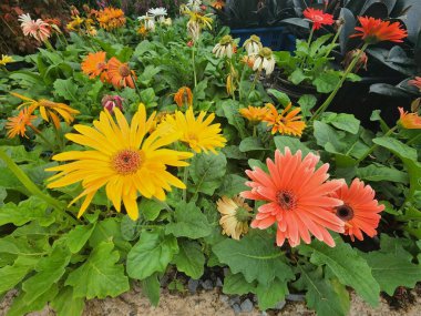 Gerbera Jamesonii güzel çiçekli bir bitkidir. Güney Amerika 'ya özgü çok popüler bir çiçektir. Pek çok renkten tek bir buket..