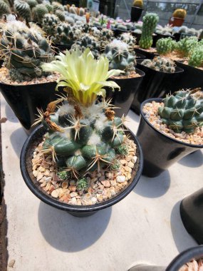 Coryphantha Elephantidens, sarı, beyaz ve pembe gibi birçok renkten çiçekleri olan, köşeleri boyunca yumuşak tüyleri olan ve kökleri sivri dikenli büyük, sulu bir bitki kaktüsüdür..