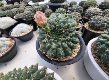 Jimnastik salonu Baldianum Cristata dikenli yeşil sapları ve parlak çiçekleri olan sulu bir bitki kaktüsüdür..