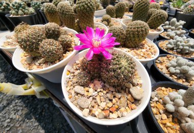 Sulcorebutia Canigueralii is a succulent cactus. Green stems have small spikes around the stems of bright pink flowers. clipart