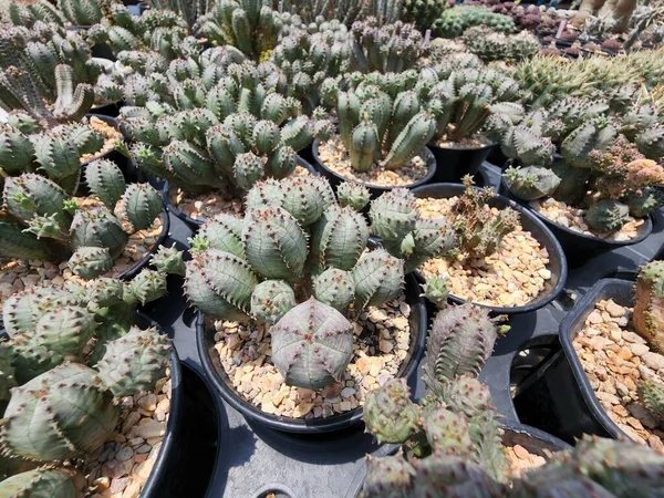 Euphorbia Pseudoglobosa Cactus Suculento Endémico Raro Crece Largo Los Tallos — Foto de Stock