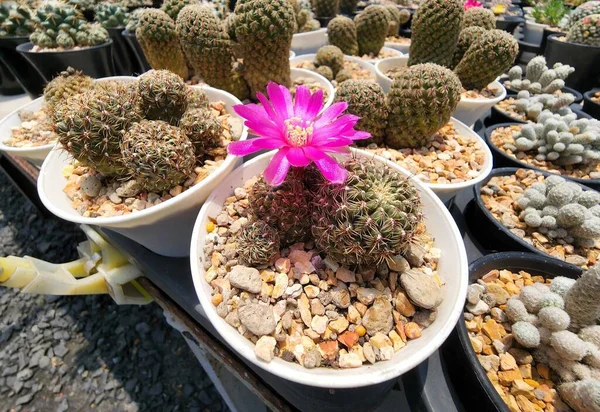 スルコルブティア カニグエラルイは多肉植物のサボテンです 緑色の茎には明るいピンクの花茎の周りに小さな穂状花序があります ストック画像