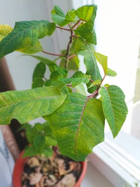 saksıda çiçek var.