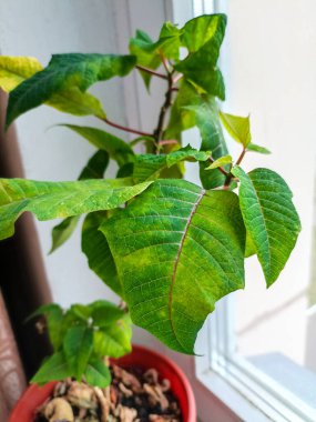 saksıda çiçek var.