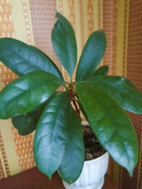 Bir tencerede Houseplant ficus