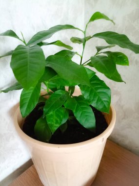 Kapalı alanda limon saksısı