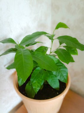 Kapalı alanda limon saksısı