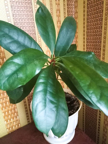 Houseplant Ficus Pot — Stock Photo, Image