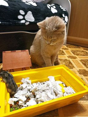 Komik şirin kızıl kedi. 