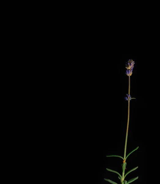 Einzelner Lavendelstamm Auf Schwarzem Hintergrund — Stockfoto