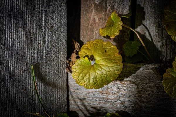 叶在另一边篱笆上的小孔中挑选出的叶子 — 图库照片
