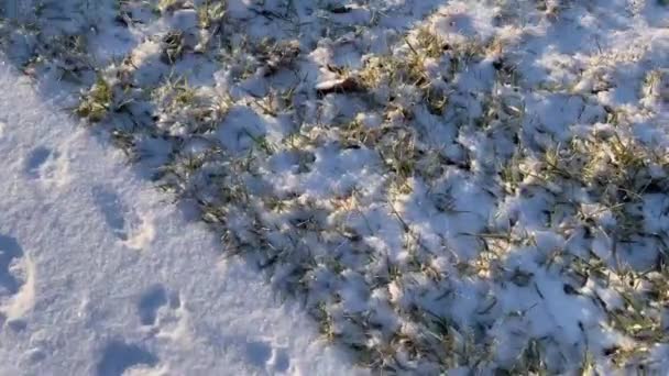 Partendo Dalla Diffusione Neve Fresca Con Snickers Rivelando Foresta Invernale — Video Stock