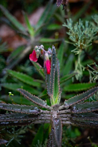 Estrella Puntiaguda Como Planta Decorativa Primer Plano Con Una Flor —  Fotos de Stock