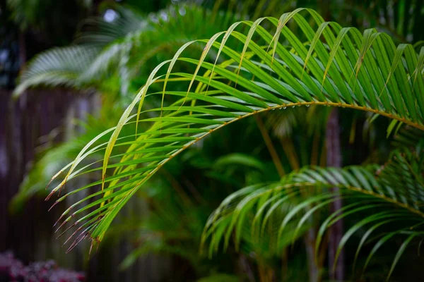 Hängende Blätter Heller Palmenzweige Einem Exotischen Tropischen Garten — Stockfoto