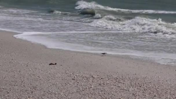 Een Kleine Zandloper Vogel Wegrennen Van Golven Spetteren Het Zand — Stockvideo