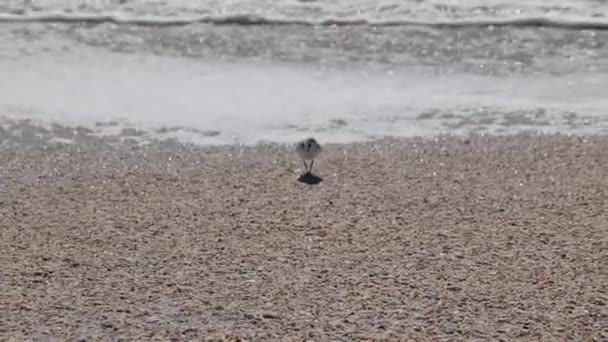 Pequeno Pássaro Tentando Escapar Das Ondas Oceano Praia Encontrar Comida — Vídeo de Stock