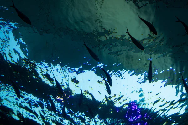 Silhouette Pesce Prese Dalla Profondità Sotto Loro — Foto Stock