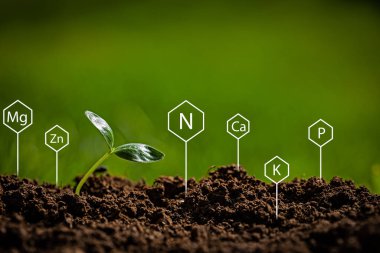 Genç salatalık, çevresindeki toprağı işaret eden kimyasal elementlerin sembolleriyle topraktan çıkıyor..