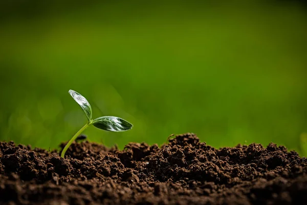 Genç salatalık bitkisi ıslak ve verimli topraktan yeni çıktı.