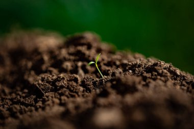 Küçük filizler bereketli topraktan yeni çıktı.