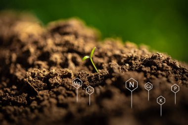 Bahçe toprağından çıkan bir yaprağın kökü ve yaprakları ön planda toprak doğurganlığı için önemli kimyasal elementlerin sembolleriyle birlikte.