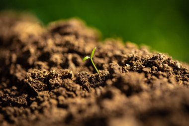 Bereketli toprak yığınından yeni çıktı.