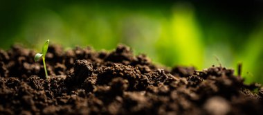 Genç bitki, arka planda çözünmüş çimen saplarıyla bereketli topraktan yeni çıktı.