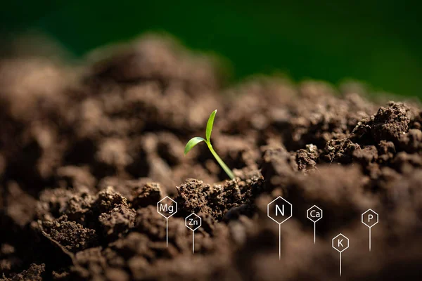 Topraktaki verimliliğe katkıda bulunan kimyasal elementlerin arkasında yeni filizlendi.